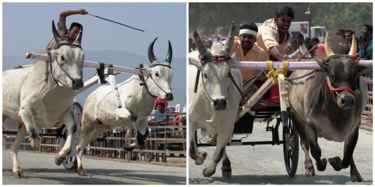 Isha: ஈஷாவில் களைகட்டிய ரேக்ளா பந்தயம்! லட்சம் ரூபாய் பரிசைத் தட்டிச் சென்ற காளைகள்!