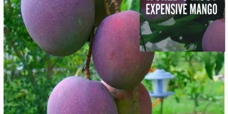 Isha: கிலோ 3 லட்சம் ரூபாய் வரை விற்பனையாகும் மியா சகி மாம்பழங்கள்!